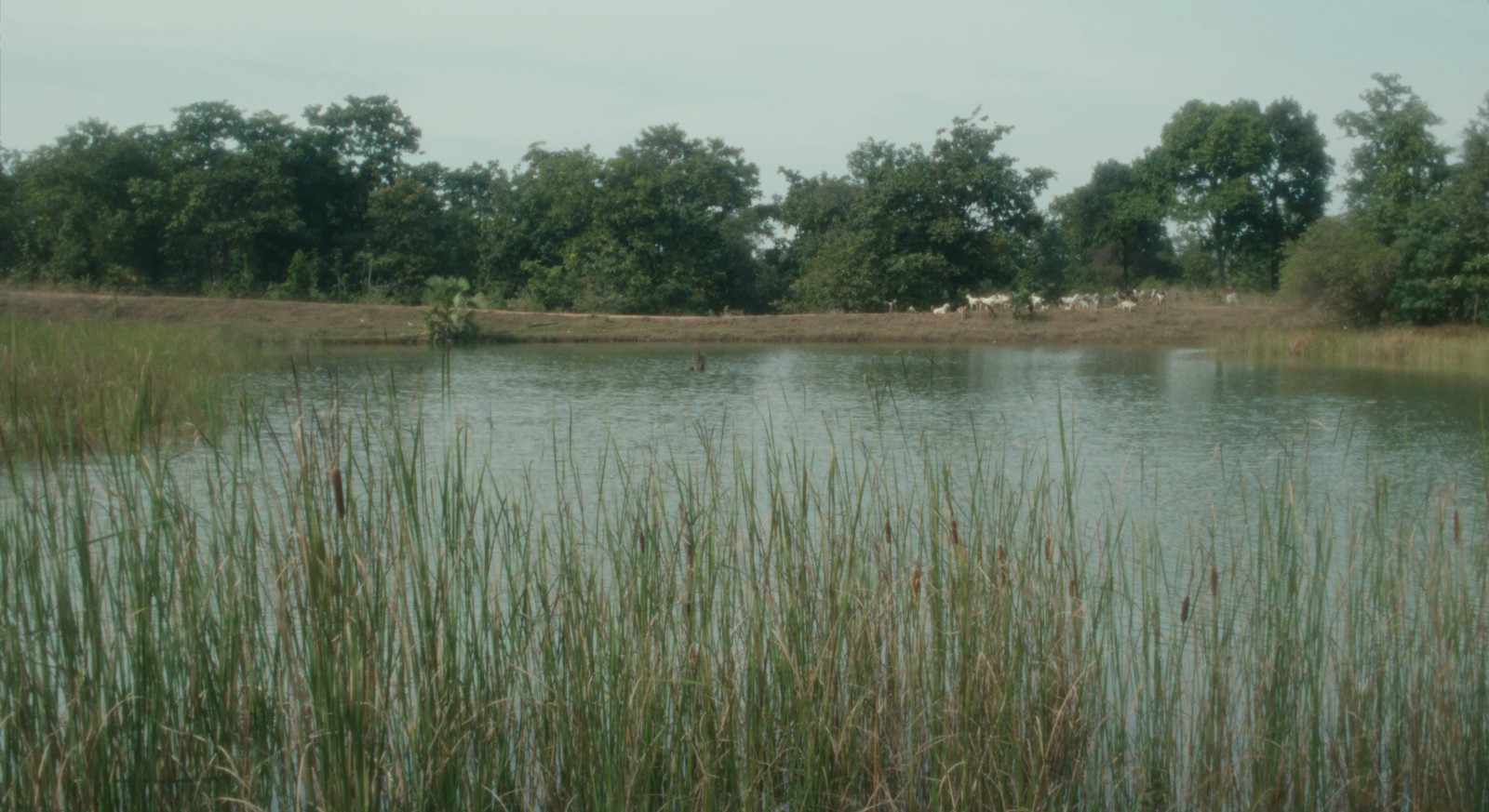 Lake from childhood