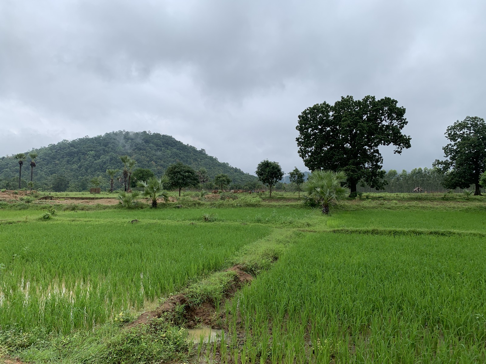 Valuable land reserved for tribals is often illicitly acquired by outsiders