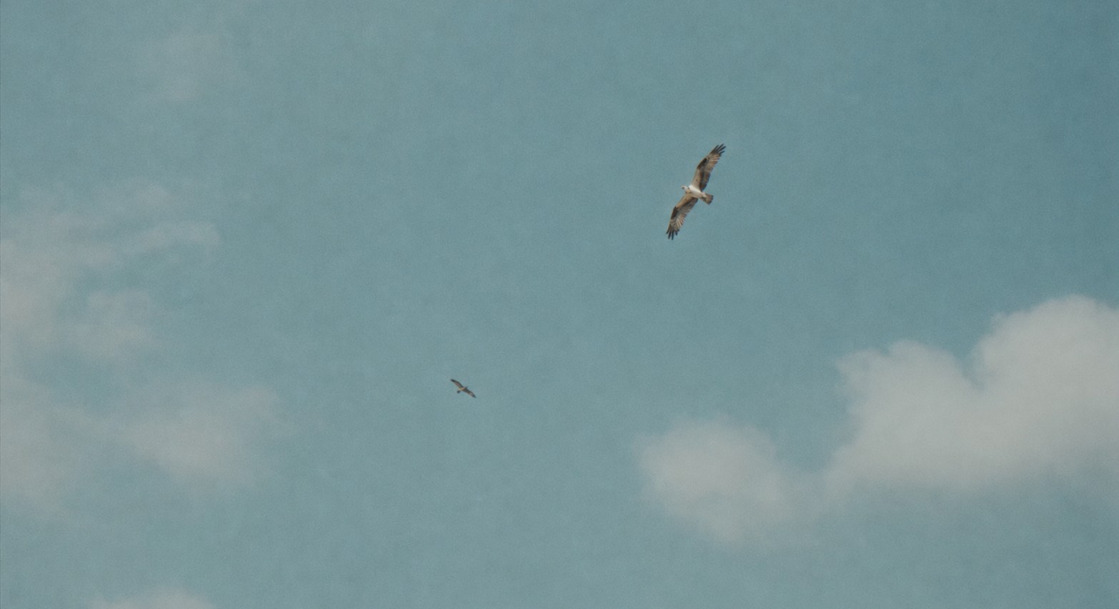 Ospreys, harbingers of the rains