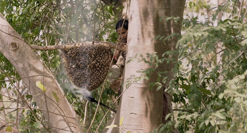 Ratnam collecting honey in the forest